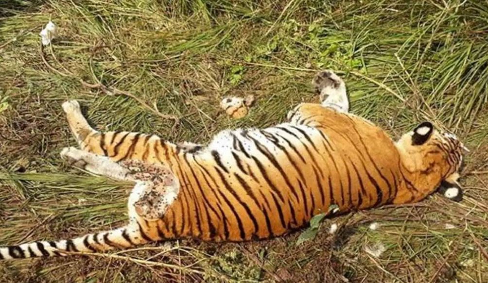 सुदूरपश्चिममा वन्यजन्तु उद्धार केन्द्र नहुँदा समस्या